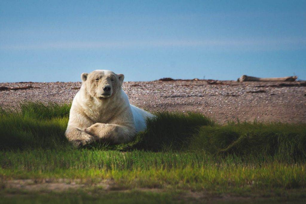 Things to do in Churchill Manitoba